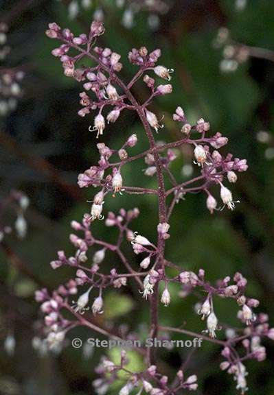 heuchera micrantha 5 graphic